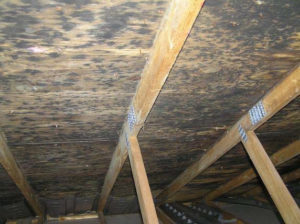 Mold growth on roof deck