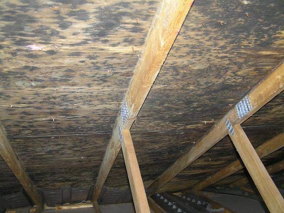 Mold growing in the attic