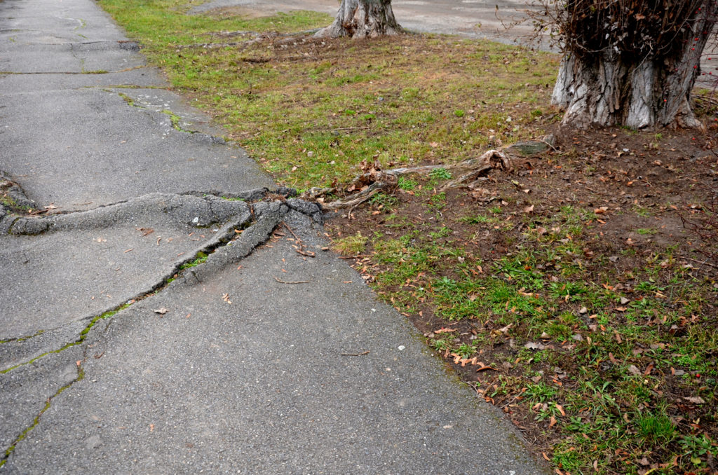 Tree roots deteriorating a road.