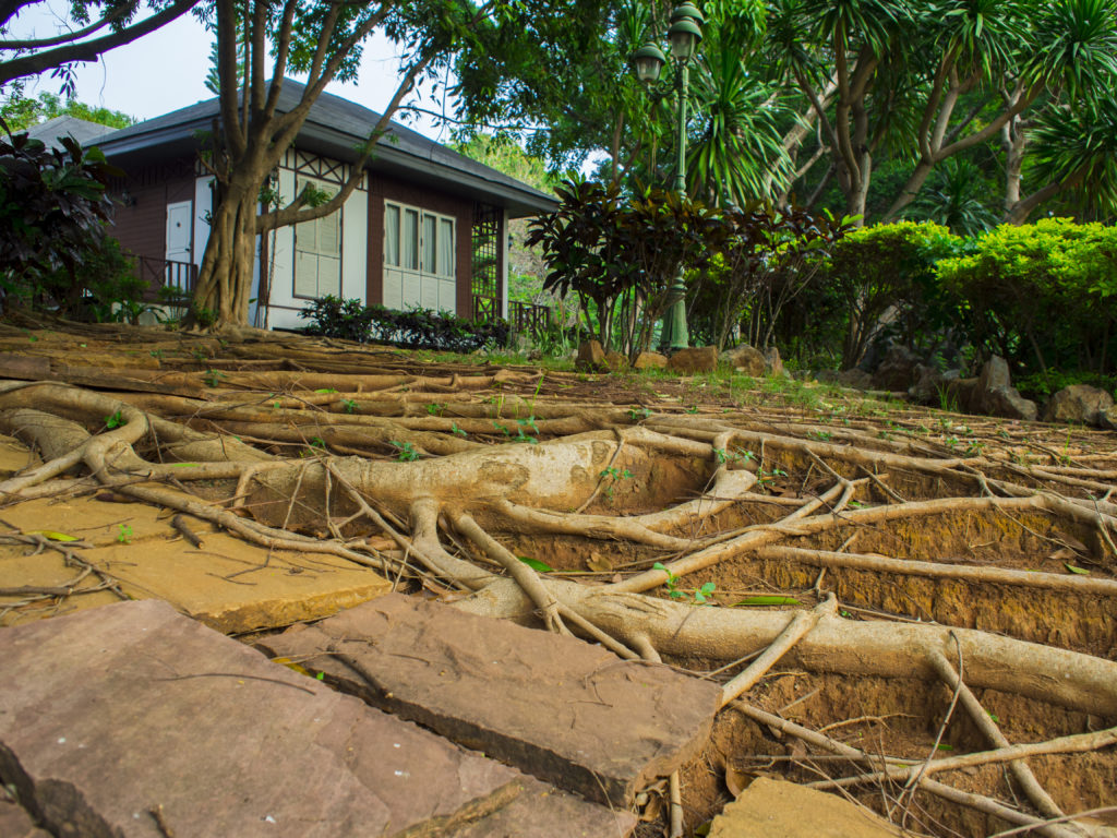 Tree roots can penetrate your foundation making it extremely vulnerable to frost heave.